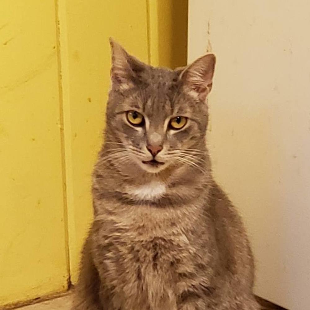 Meet your Posher, Dawn